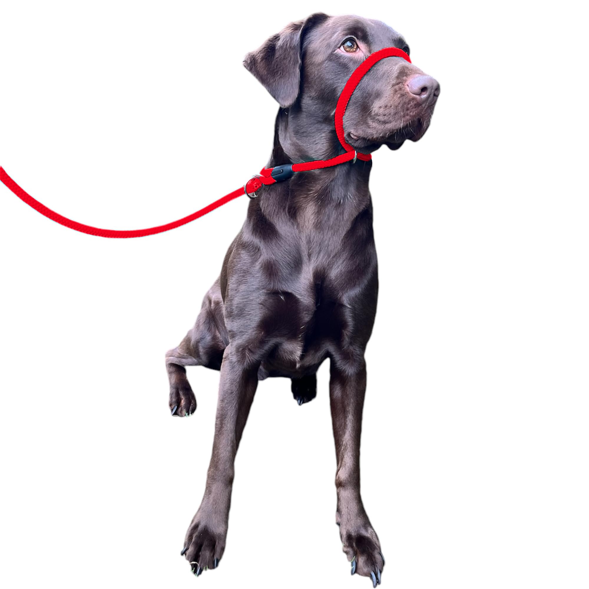 No More Pulling! Anti Pull Lead Field Figure 8 / Halter/Head Collar One Size Fits All Super Soft Braided Nylon Comfortable Make Your Walks More Enjoyable -Instructions Included. (Green-Black)