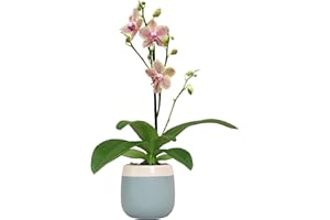 Premium Spotted Live Orchid Plant Blooming in 3.5" Blue & White Orchid Pot, Live Plants, Houseplant Gifts, Approx. 16" Tall, Pet Friendly Houseplants, Phalaenopsis Moth Flower by Plants for Pets