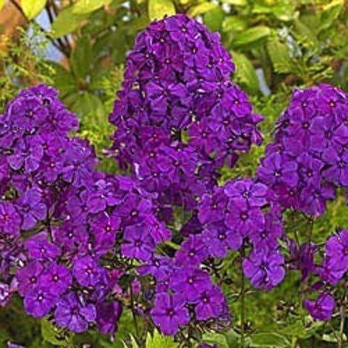NEW!! 30+ FRAGRANT VIOLET PHLOX FLOWER SEEDS / SHADE PERENNIAL
