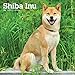 Shiba Inu 2020 12 x 12 Inch Monthly Square Wall Calendar, Animals Asian Dog Breeds by 