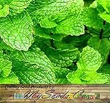 300 Peppermint Mint Mentha Seeds Medicinal Cosmetic Fragrant & Warm ~ Great Tea