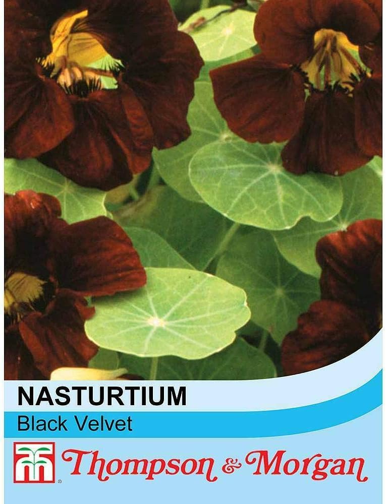 Nasturtium 'Black Velvet' Seeds Half Hardy Annual Flower Garden Plants Easy to Grow Nasturtium 'Black Velvet' 1 Packet of 15 Seeds by Thompson and Morgan - Image 3