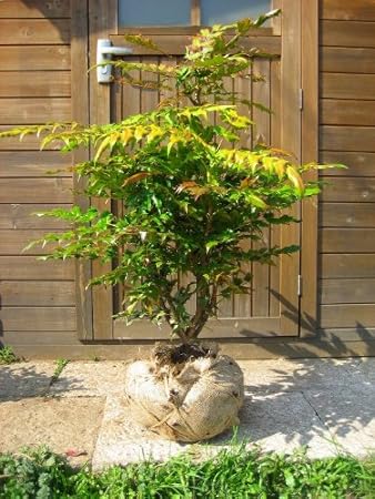 最高かつ最も包括的な柊 魔除け 最高の花の画像