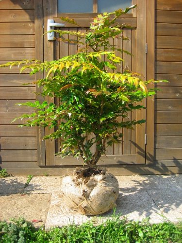 爆安プライス 玄関先などに ヒイラギナンテン樹高80cm前後 魔除けの縁起樹 柊南天 B00chd743e 送料無料 Www Epicerielideal Com