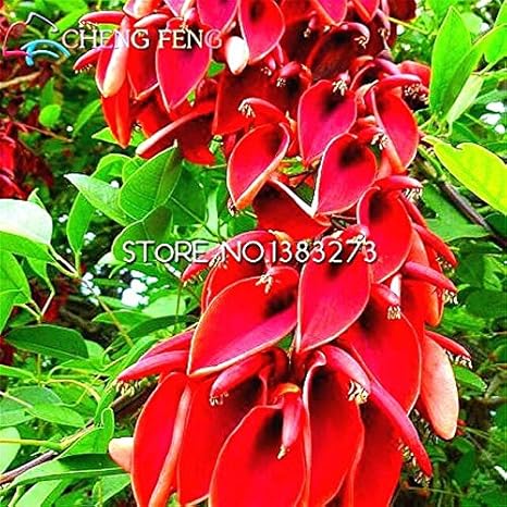 Amazon オレンジ 本物の種子50個 ロットerythrina Crista Galliブラジルの低木種子花ホームガーデン美しい盆栽植物の木 花 Amazon オレンジ 本物の種子50個 ロットerythrina Crista Galliブラジルの低木種子花ホームガーデン美しい盆栽植物の木 花