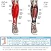 OrthoSleeve CS6 Compression Calf Sleeve, Black, Medium