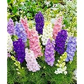 KIRA SEEDS - Seeds Dwarf Larkspur Mix- Low Delphinium - Annual Flowers for Planting - GMO Free