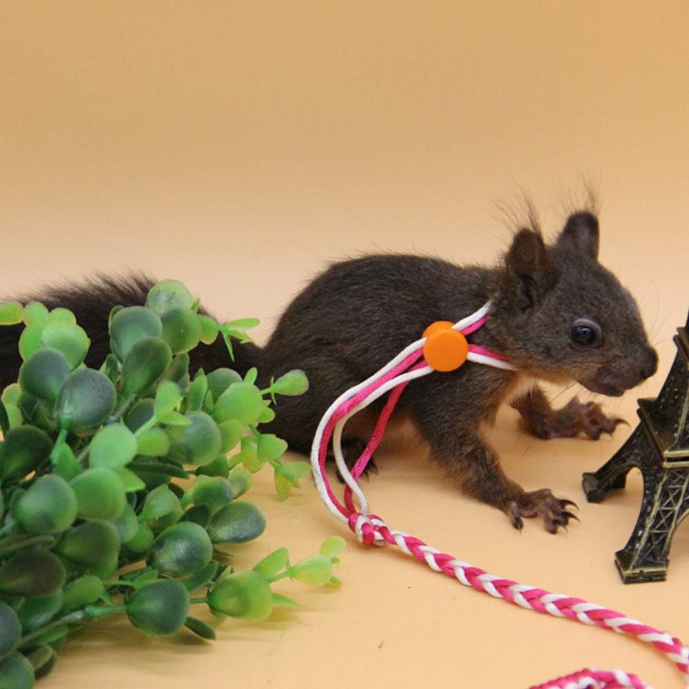 Diy Rat Harness Diy Halloween Costume Ideas For Your Pet / A rat harness is a cord or a strap