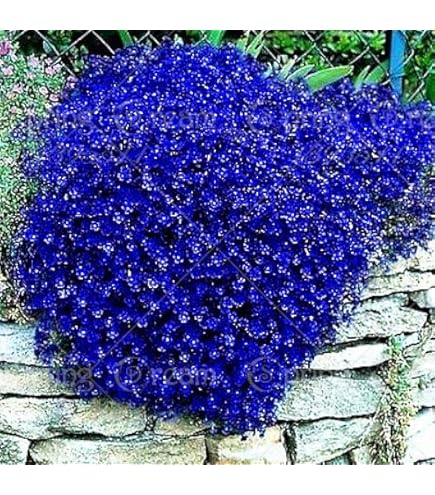 Thyme  61wKDT3GiYL._UF350,350_QL50_.jpg