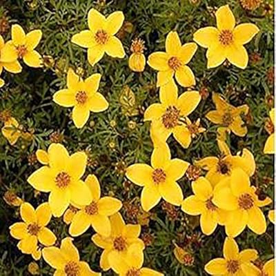 Amazon Com Caiuet Seed House Bidentate Biden Seeds Chrysanthemum Yellow Herb Plant Gold Marie Bidens Seeds Flower Seeds Hardy Perennial Bidens Chrysanthemum Seeds Garden Outdoor