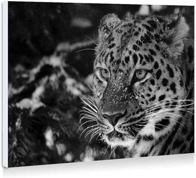 Amazon.com: Gazing Leopard - Art Print Wall Art Frameless Decorative