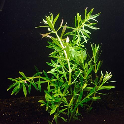 6 Stems of Limnophila aromatica by Aquarium Plants Galore