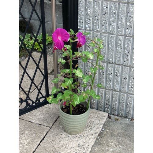 トップ100花支柱 美しい花の画像