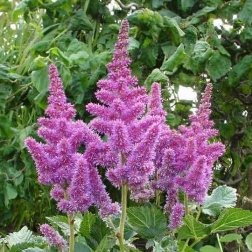 50 Seeds - Astilbe Chinensis Flower Seeds (Astilbe Chinensis)
