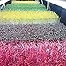 Microgreen Trays No Holes, 5 Pack, Extra Strength Black Shallow 1020 Tray Grow Microgreens Wheatgrass Fodder Sprouting Plants