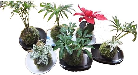 Amazon 品 おまかせ苔玉 ハイゴケを使った苔玉 季節ににあった観葉植物をお選びしてお届けします 観葉植物 オンライン通販