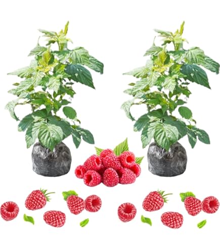 Amazon.com: 2 棵樹莓植物適用於種植,覆盆子灌木活植物高5 至10