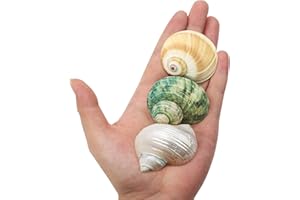 QICQDRAM 3 PCS Small Hermit Crab Shells 1.5~2Inch Small to Medium Hermit Crab Shells 0.8~1Inch Opening, for Hermit Replacement Shells Hermit Crab Supplies