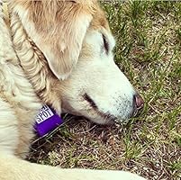 quiet spot pet tag silencer