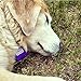 Quiet Spot Pet Tag Silencer (Purple)