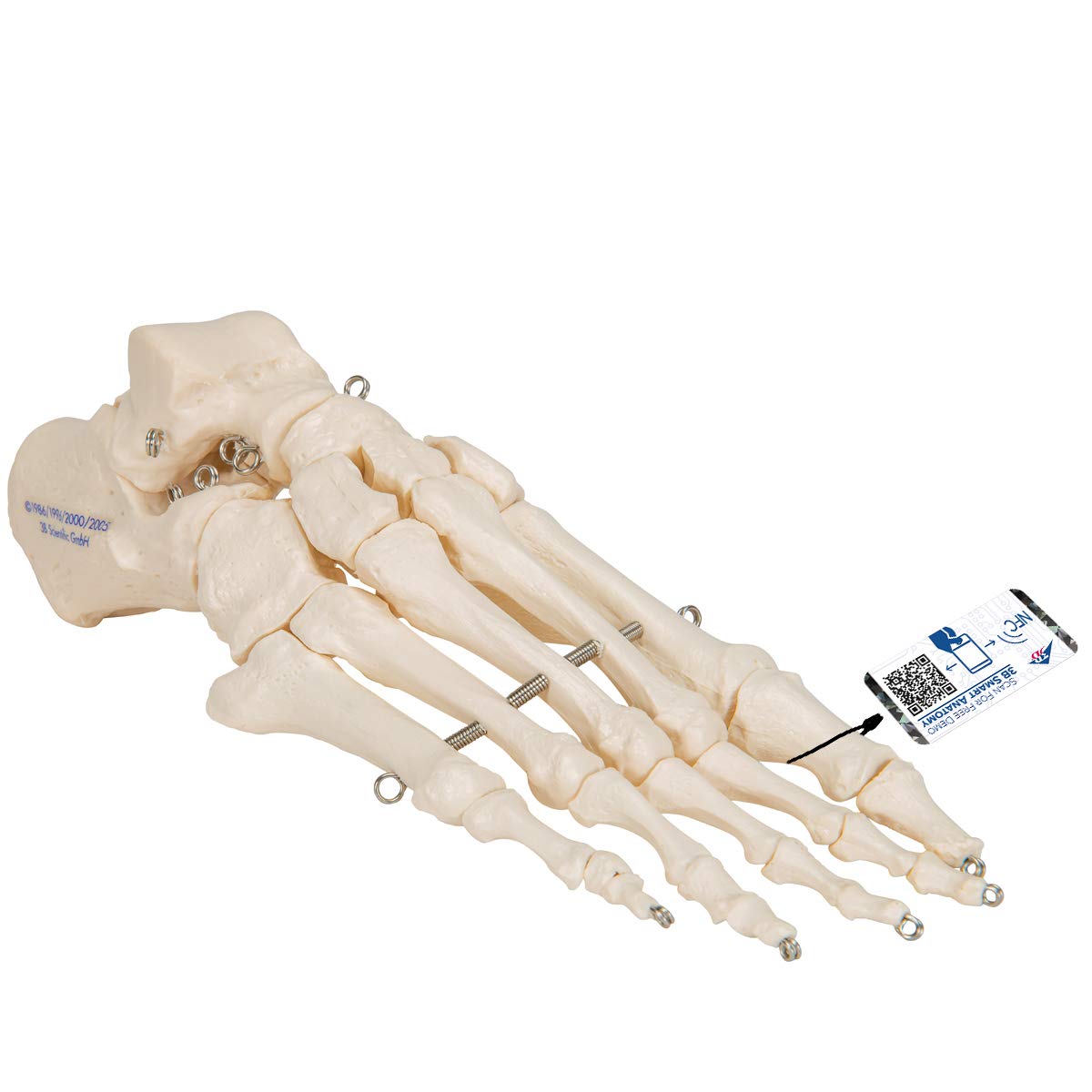 3B Scientific A30 Foot Skeleton Model + free anatomy software - 3B Smart Anatomy