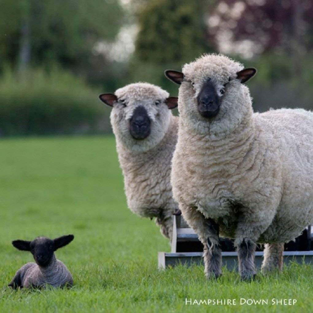 Hampshire Down Sheep Greeting Card with sound