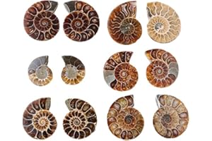 Healing Quartz Ammonite Fossil Iridescent Slices Polished Specimen Shell Pair Healing Crystal Madagascar Specimen Shell Home Decoration