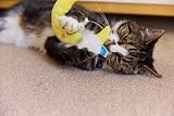 Petface Moon Plush Kitten Cat Toy with Natural Catnip view 6