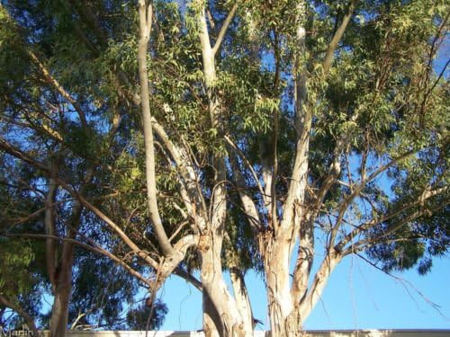Eucalyptus globulus, Tasmanian Blue Gum, Tree Seeds (Fragrant Fast Evergreen) 50