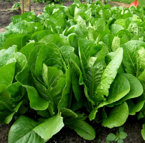 Lettuce Romaine Parris Island Cos ► Certified Organic Heirloom Seeds (200+ Seeds) ◄ by PowerGrow Systems