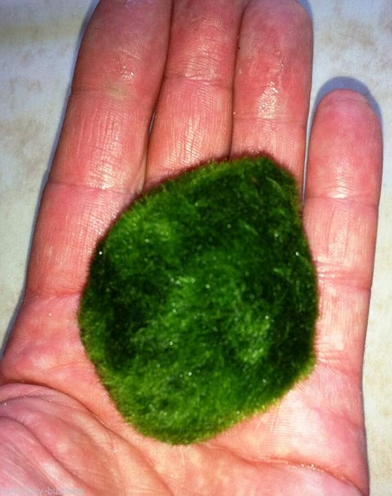 Marimo Moss Balls Amazon.co.uk Pet Supplies