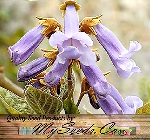 Big Pack - Paulownia elongata Tree Seeds (5,000+), aka Empress Tree - Very Large Leaves, Shade Tolerant - Non-GMO Seeds by MySeeds.Co - Thumbnail 3