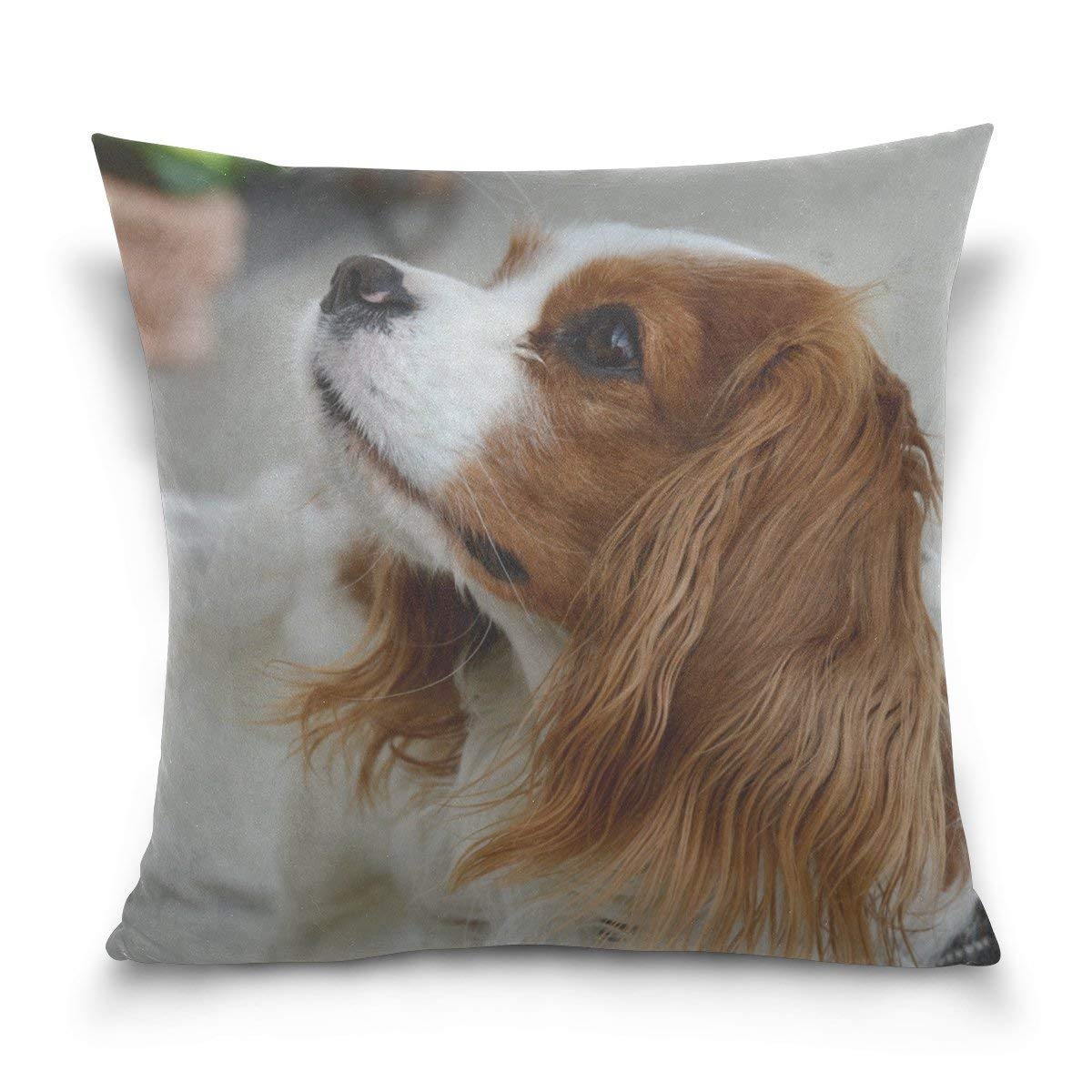 kevlar king charles spaniel
