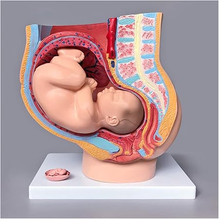 Fhuili Modelo Pelvis Con El Feto Tamano Vida Humana Embarazo Pelvis Modelo Sagital De La Anatomia Femenina De La Pelvis Con El Embarazo 3 Meses Feto Del Bebe Modelo