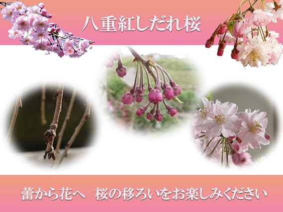 Amazon 八重紅しだれ桜 しだれ桜苗 花