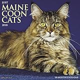 Just Maine Coon Cats 2018 Wall Calendar by 