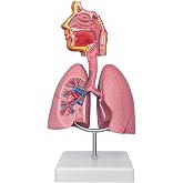 SFXYJ Nasal Cavity Throat Lung Anatomy Model, 1/2 Life-Size Human Head Larynx Respiratory System Organs Model with Product Manual Card PVC Base for Medical Physiology Teach Education Display Research