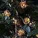 Innovative Technology BRT-100-BX-20 Bright Tunes Decorative String Lights with Bluetooth Speakers Decorative Rattan Globes with LED Lights Black Cord