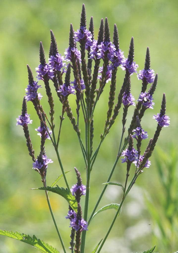 Vervain, Blue, Blue Vervain, Verbena hastata, 100 Seeds per Pack, Organic