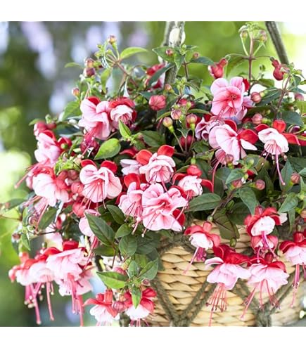 Amazon.com : 2 Mixed Fuchsia Live Plants, Long Blooming Flower, 3