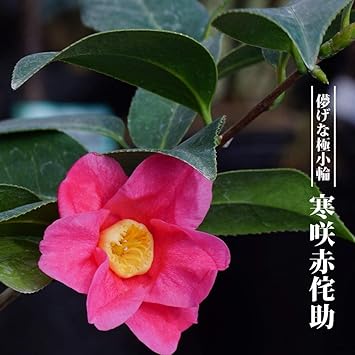 Amazon 椿 ツバキ 寒咲赤侘助 かんざきあかわびすけ 接木 白鉢苗 開花 10 5月 植木
