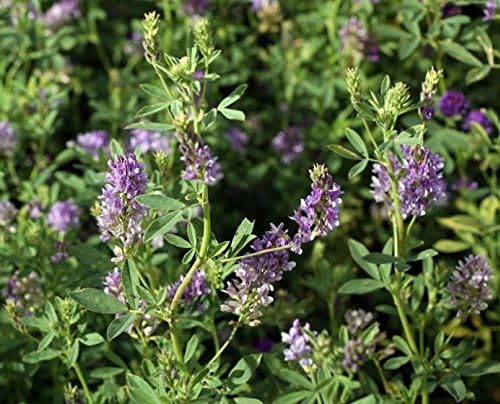 Alfalfa (Lucerne) Food Plot Bee & Wildlife Forage Grazing Fodder Crop Seeds 5.500
