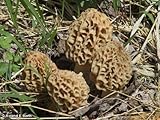 Mushroom Man LLC, Morel Mushroom Kit