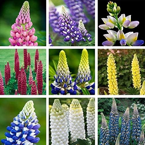 Un Bel Fiore Ornamentale Homelook