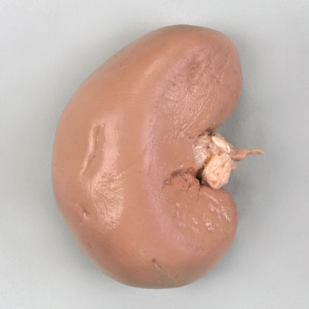 sold in pails Carolinas Perfect Solution Sheep Kidney for dissection