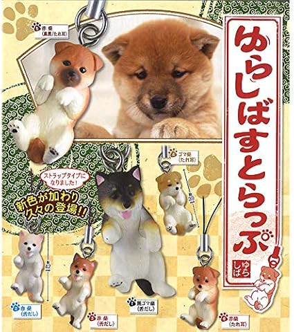 shiba inu with floppy ears