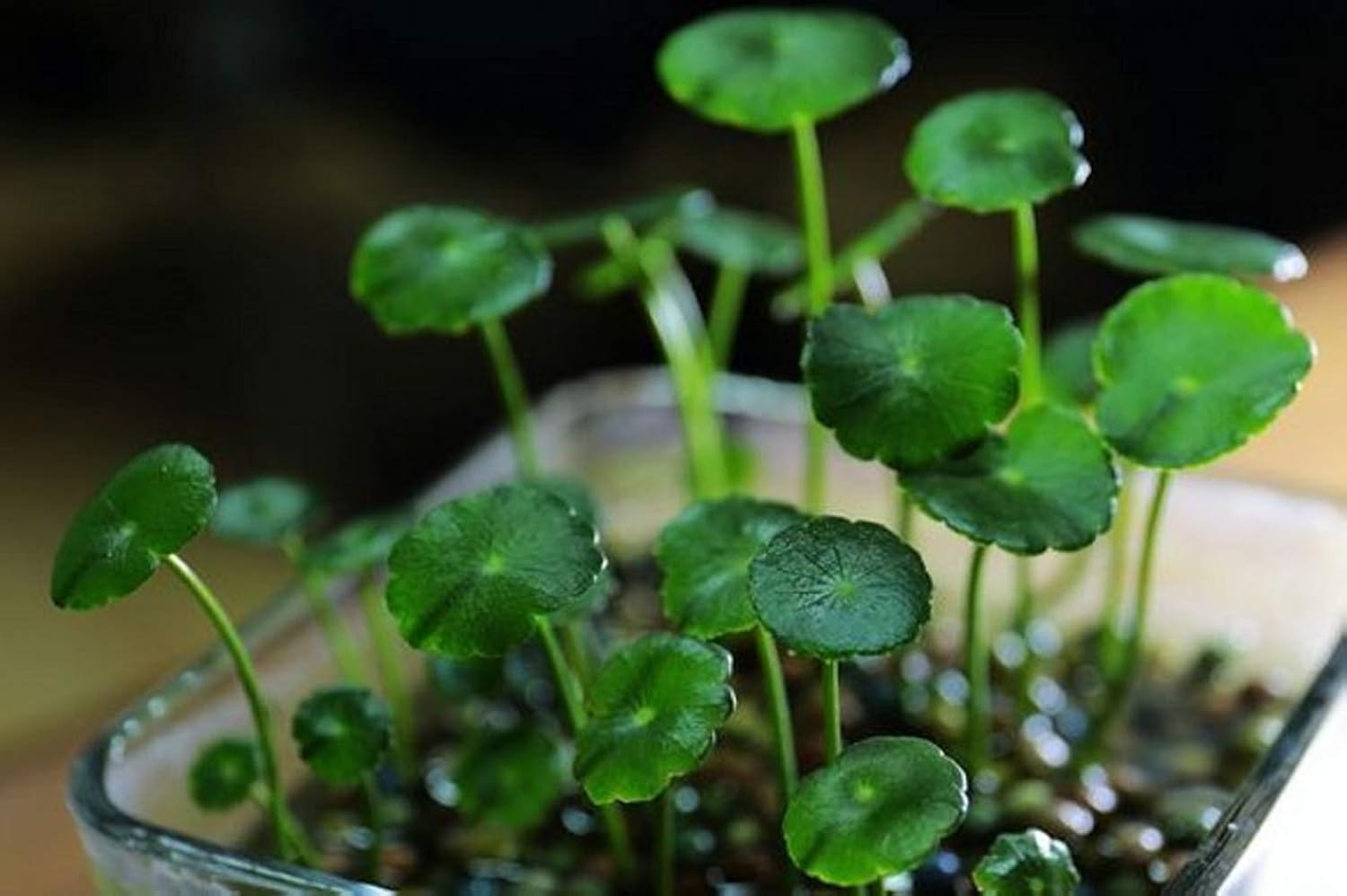 Aquarium Grass Plants Seeds,Aquatic Dichondra repens Forst Carpet Water Grass,Oxygenating Weed Live Pond Plant Seeds,Fish Aquatic Water Grass Decor,Easy to Plant Grow Maintain-10G - Image 4