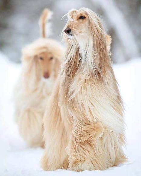 Amazon Co Jp Diy 5dダイヤモンドペインティング アフガンハウンド 動物 ダイヤモンドペインティングコンプリートキット クリスタルラインストーン刺繡 ホームウォールデコレーションクラフトギフト40x50cm ホーム キッチン