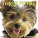 Just Yorkie Puppies 2018 Calendar