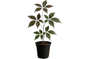 PILESTONE Virginia Creeper - Fast Growing Engelman Ivy Vines (Parthenocissus quinquefolia) Landscape Ready in 4" Pot, Fully Rooted, Survival Guaranteed Under Proper Care